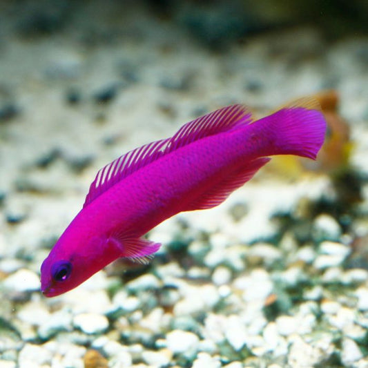 Orchid/Fridmans Dottyback