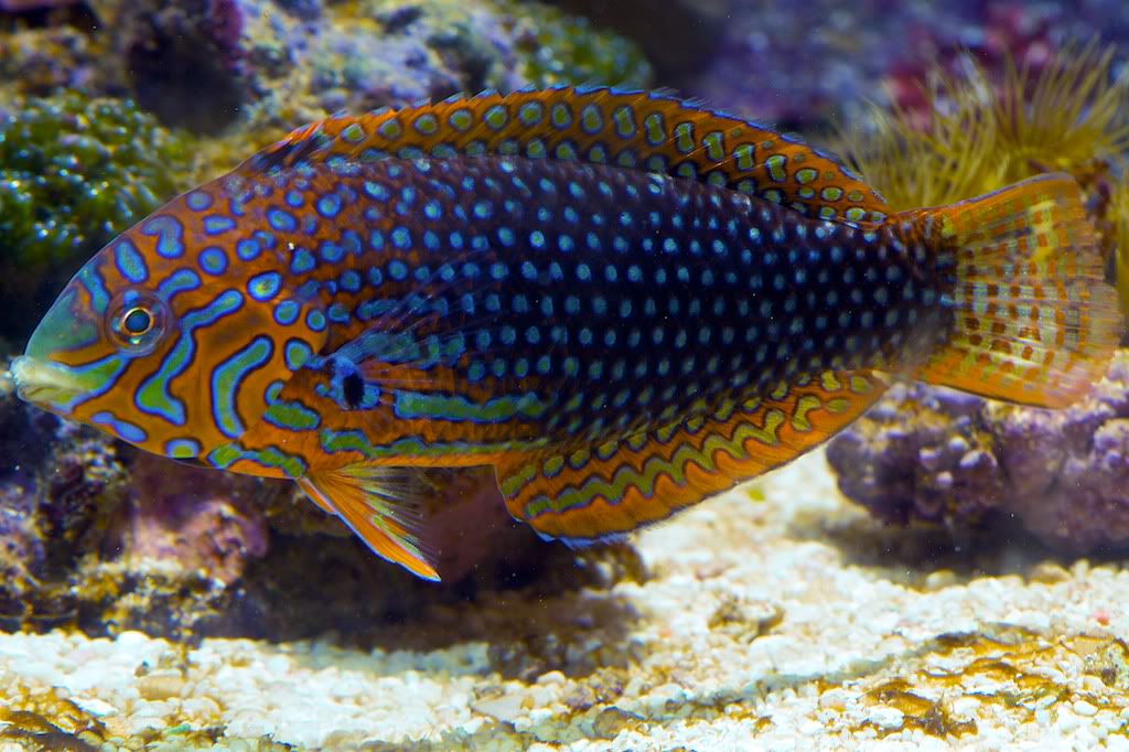 Ornate Leopard Wrasse - Violet Aquarium