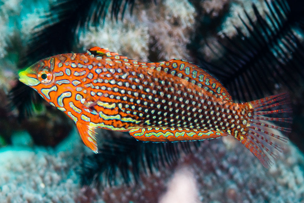 Ornate Leopard Wrasse - Violet Aquarium