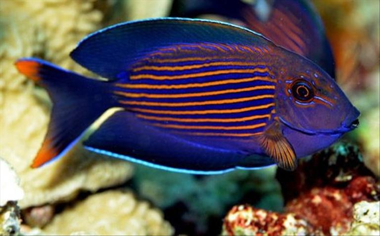 Orange Stripe Tang Size: L 4.5" to 5.5"