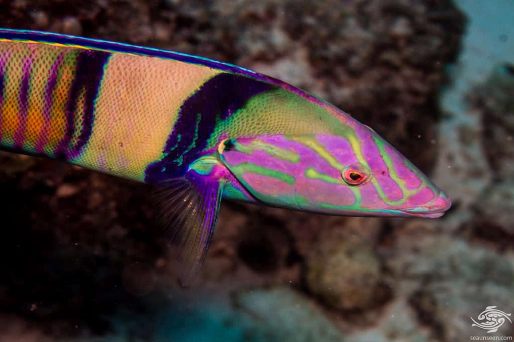 Red Ring Wrasse Size: L 4" to 5" Juv Solomon Islands