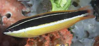 Blackstripe Coris Wrasse - Violet Sea Fish and Coral