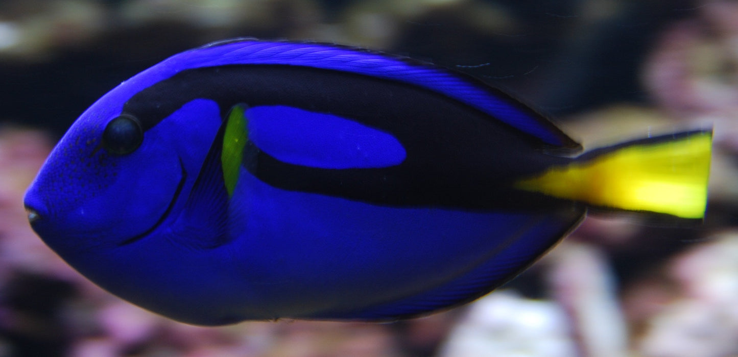 Blue Hippo Tang (Dori) Fish - Violet Aquarium