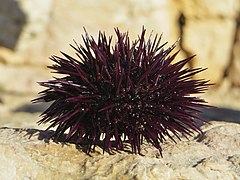 Pencil Urchin