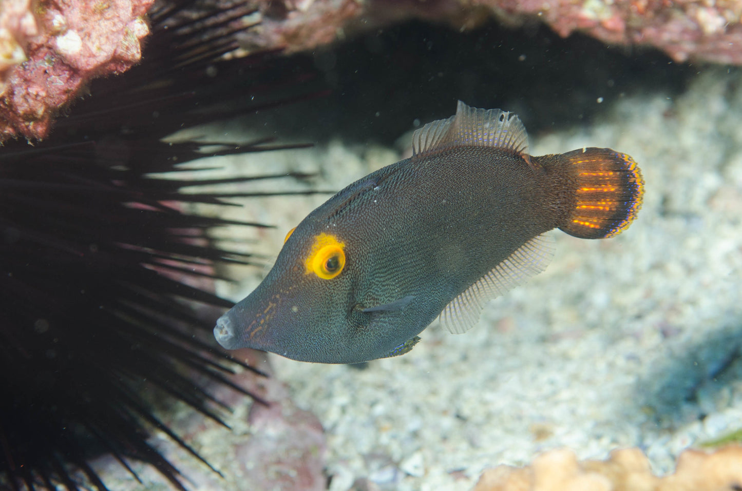 Rare Orange Eye Filefish (Tonga Special Grade) Size: ML 2.5" to 3"