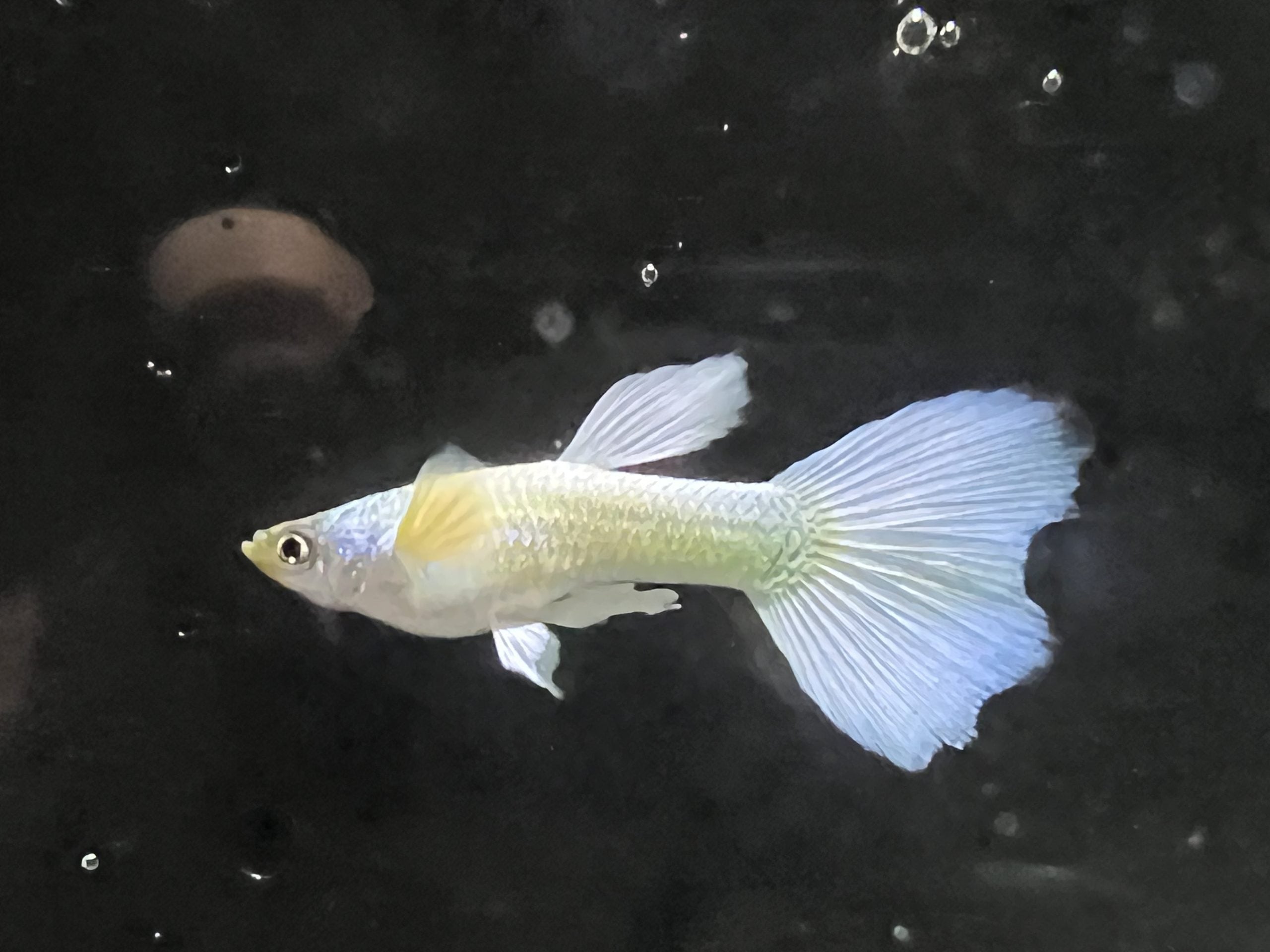 Platinum Male Guppies – Violet Aquarium