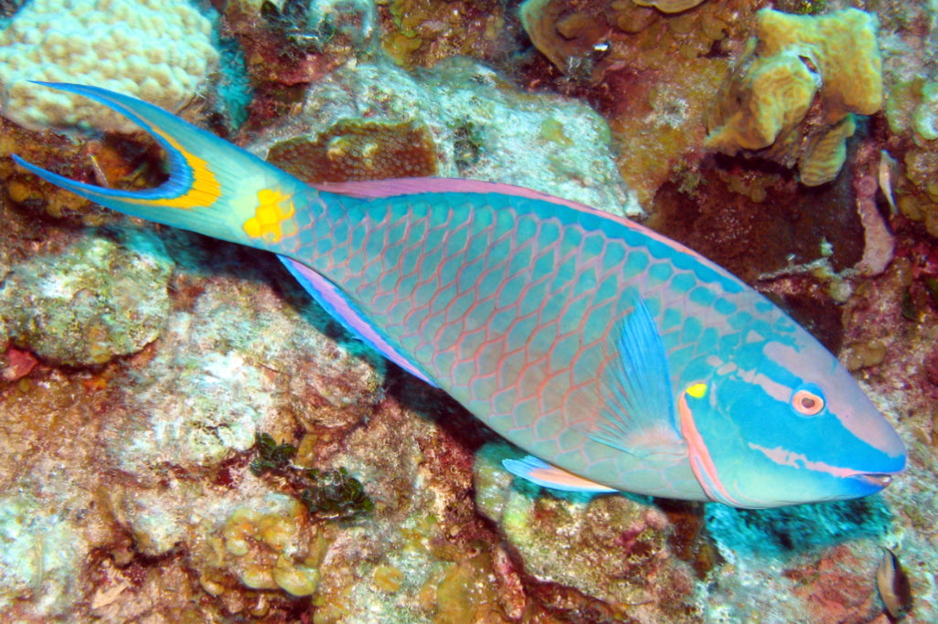 Princess Parrotfish Size: ML 2.5" to 4"