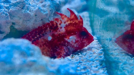 Red Rooster Pygmy Waspfish (Cockatoo Fish)