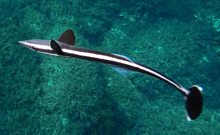 Remora Sucker Fish Size: M 4" to 6"