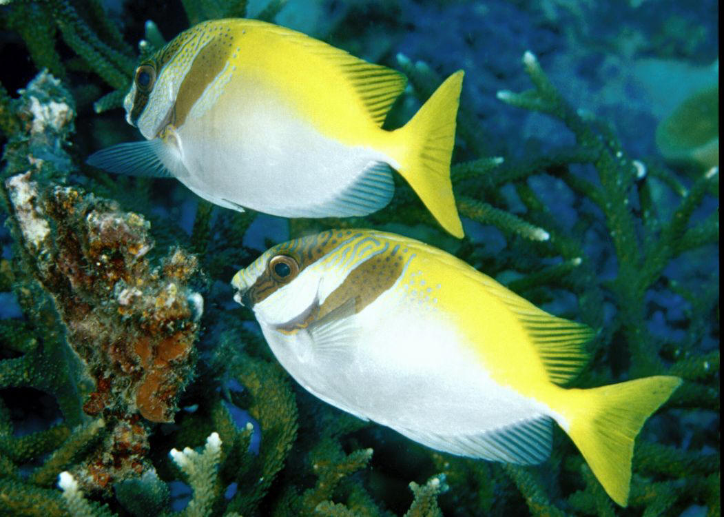 Scribbled Rabbitfish - Violet Sea Fish and Coral