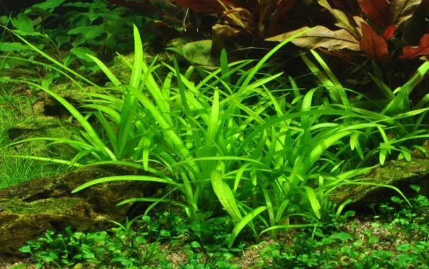 Sagittaria Pusilla