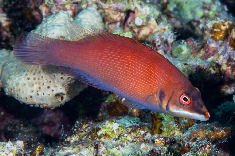 Scarlet Pinstripe Wrasse - Violet Sea Fish and Coral