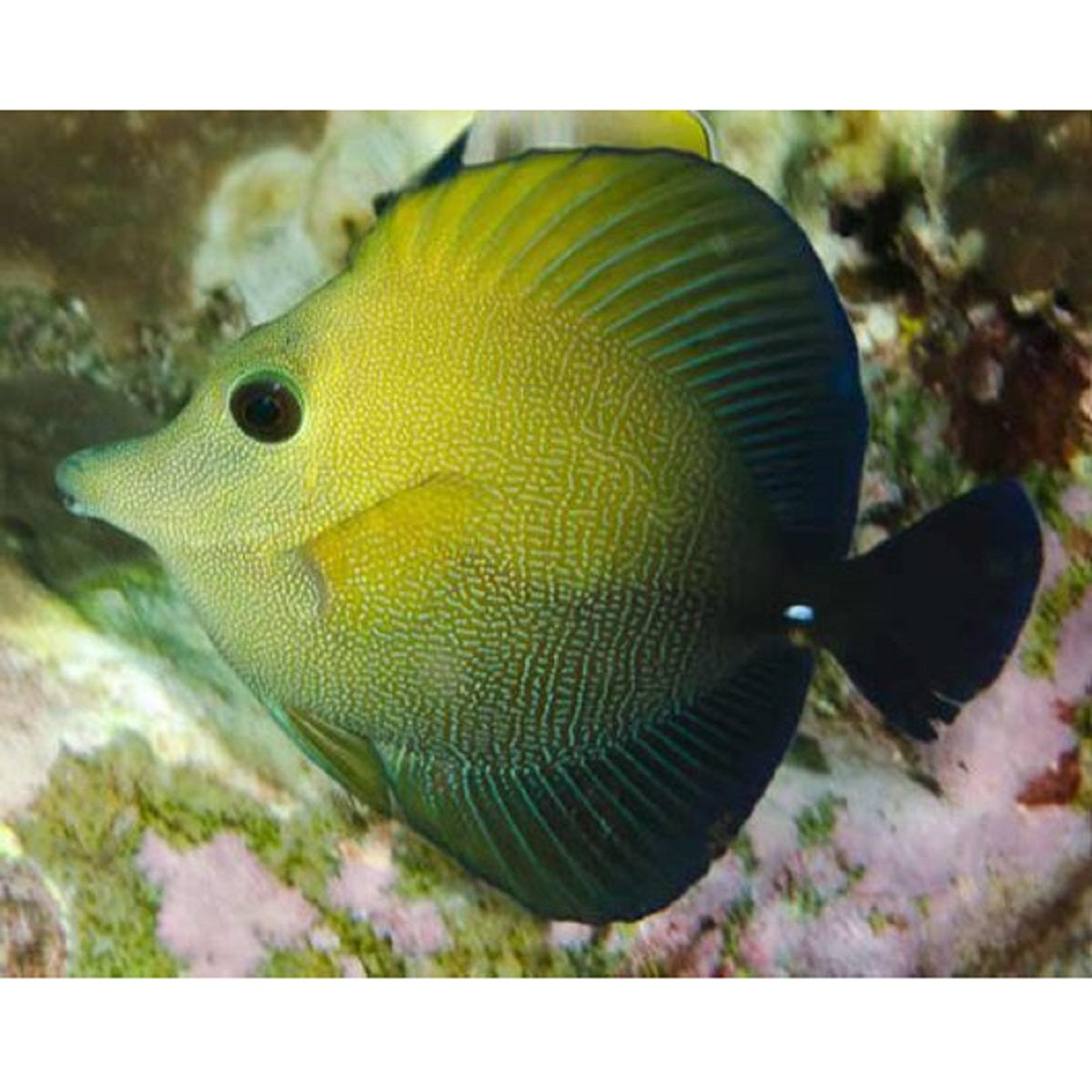 Scopas Tang - Violet Aquarium