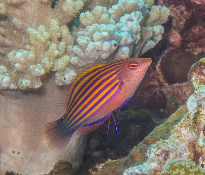 Six Line Wrasse (indo) Size: L 2