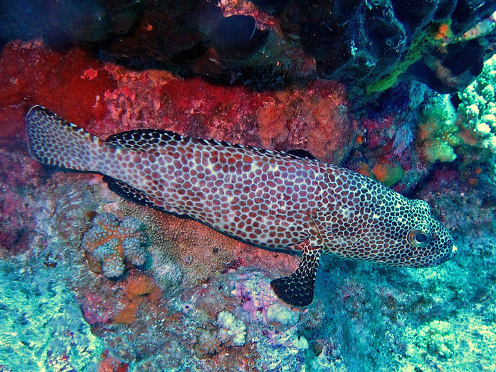 Groupers – Violet Aquarium