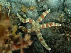 Spikey Banded Starfish