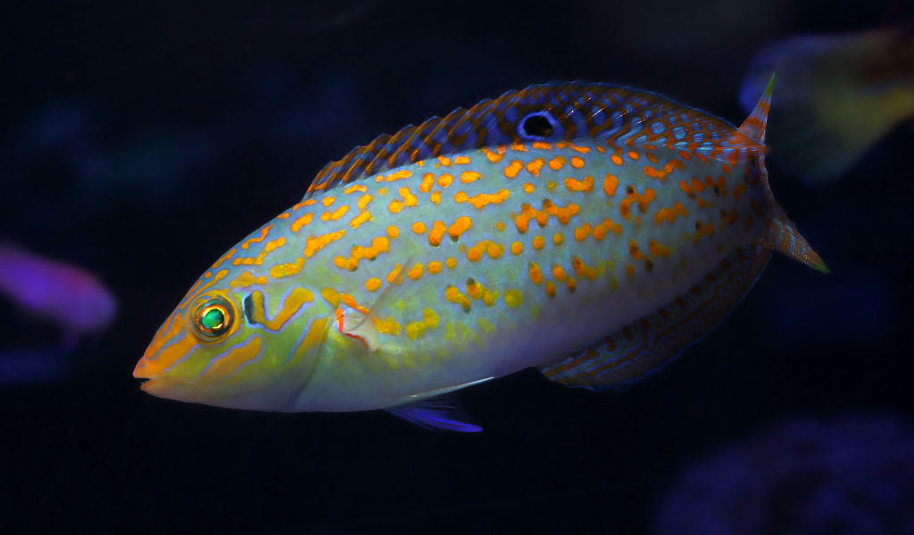 Timor Wrasse - Violet Aquarium