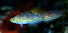 Timor Wrasse - Violet Aquarium