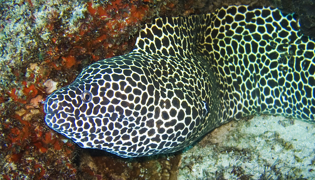 Tessellata Eel - Violet Aquarium