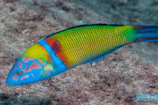 Ornate Wrasse Size: ML 3.5" to 4.5"