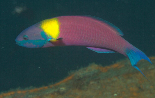 adult male blueheaded wrasse