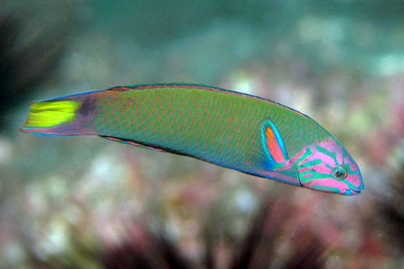 Lunare Wrasse (Hawaii) - Violet Sea Fish and Coral