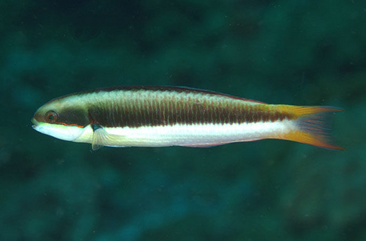 juvenile female blueheaded wrasse