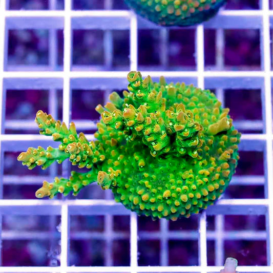 Ultra Trix Acropora Frag WYSIWYG UTA111601