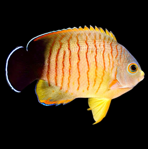 Eibli Angelfish Size: L 3" to 4"