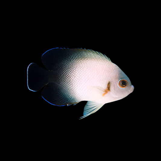 Half Black Vroliki Angelfish Size: L 3" to 3.5"