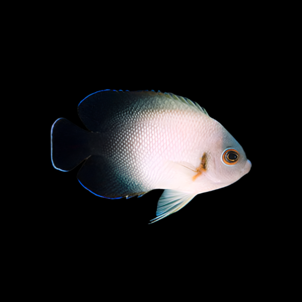 Half Black Vroliki Angelfish Size: Tiny 1" and Below