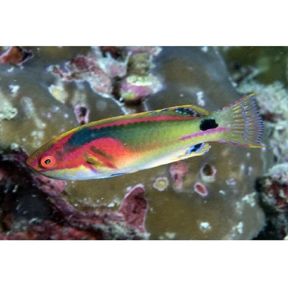 Exquisite Fairy Wrasse - Violet Aquarium