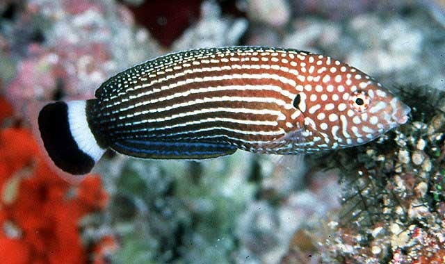 Lined Wrasse - Violet Sea Fish and Coral