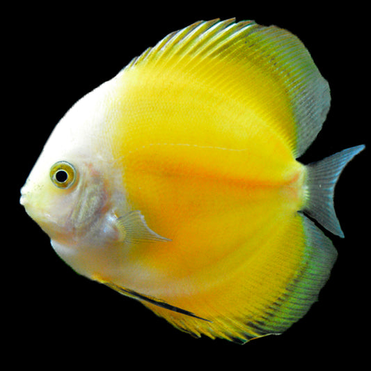 Discus Malboro yellow (Maldives) Size: L 3" to 4"