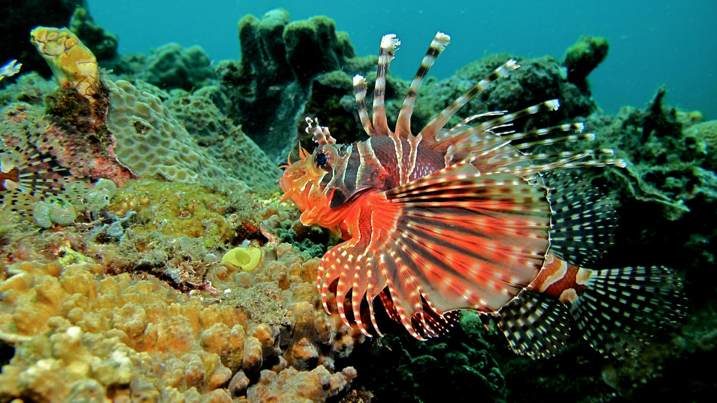 Dwarf Lionfish - Violet Sea Fish and Coral