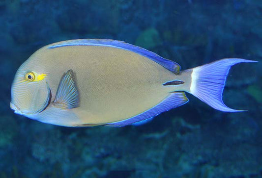 Blochii Tang - Violet Sea Fish and Coral