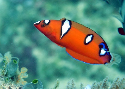 Clown Red Coris Wrasse - Violet Sea Fish and Coral