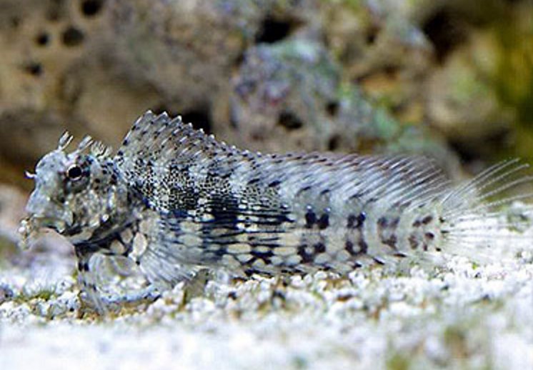 Lawnmower Blenny - Violet Aquarium