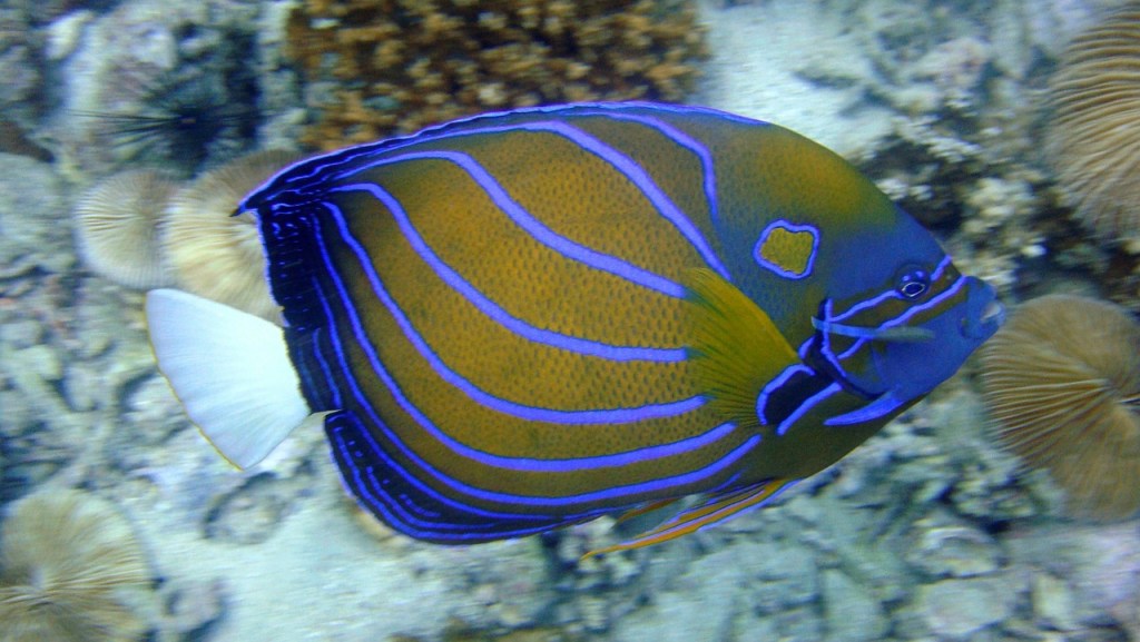 Blue Ring Angelfish Adult - Violet Sea Fish and Coral