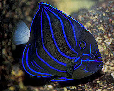 Blue Ring Angelfish Adult - Violet Sea Fish and Coral