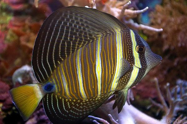 Sailfin Tang Size: L 4.0" to 5.0"