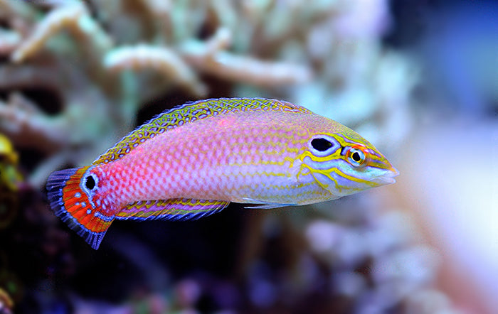 Babi Leopard Wrasse Rare Size: L 1.5" to 2"