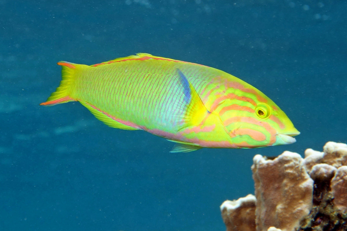 Yellow Banana Wrasse Size: M 3" to 4""