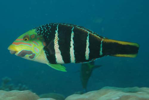 Hardwick's Wrasse - Violet Sea Fish and Coral