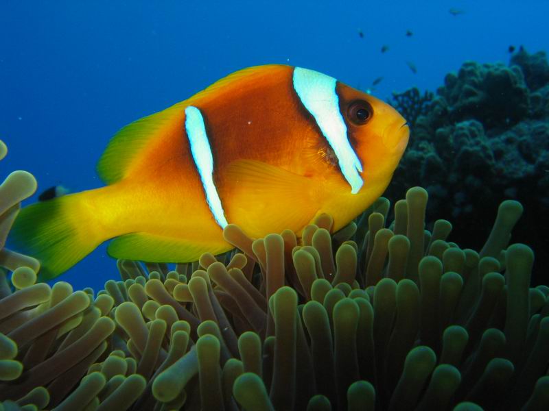 Two Banded Clownfish - Violet Aquarium