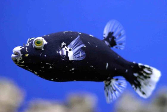 Rare Solomon Islands Midnight Snow Dogface PufferFish Size: M 3" to 4"