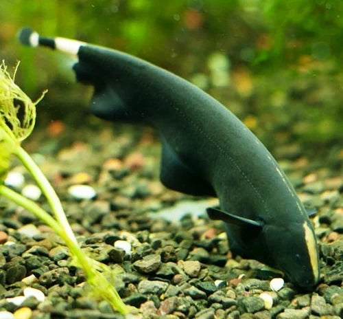 Black Ghost Knife Fish Size: 3" Approx