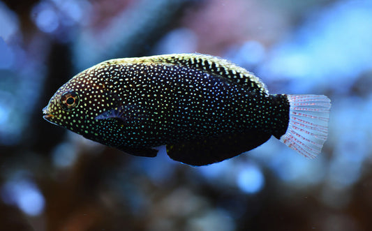 Black Leopard Wrasse - Violet Sea Fish and Coral