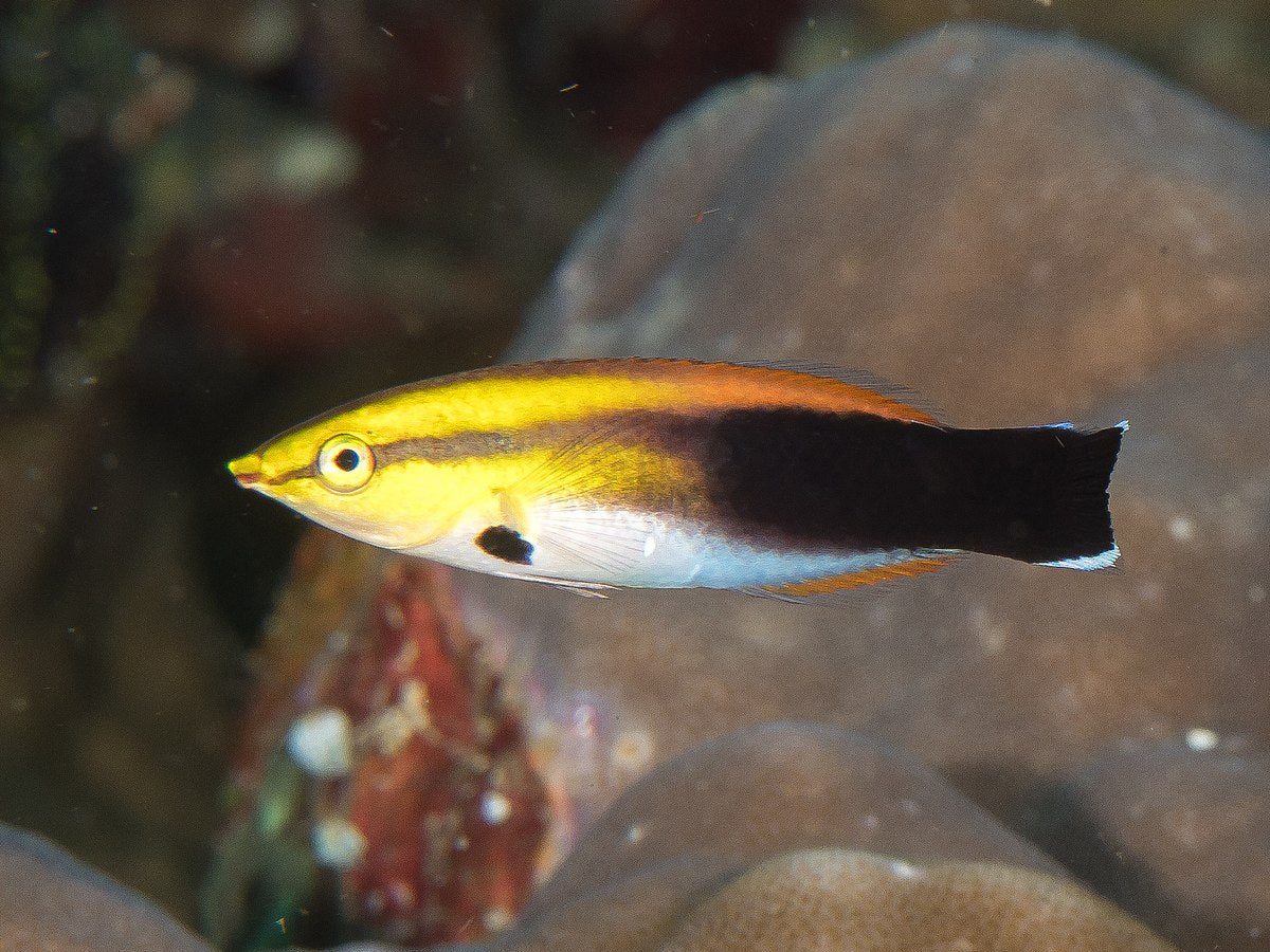 Golden Cleaner Wrasse Solomon Islands Size: M 1.5" to 2"