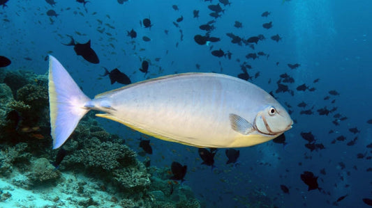 Black Tongue Blue Tail Unicorn Tang Size: XXXL/Show 8" and Above